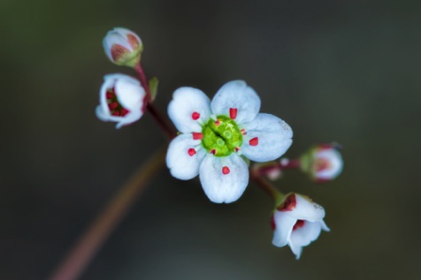 California Saxifrage • Micranthes californica
