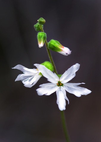 Hill Star • Lithophragma heterophyllum