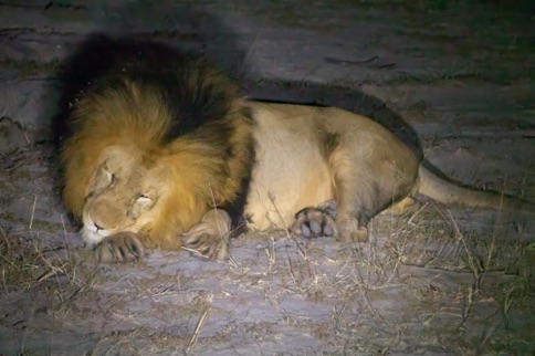 Male lion at night