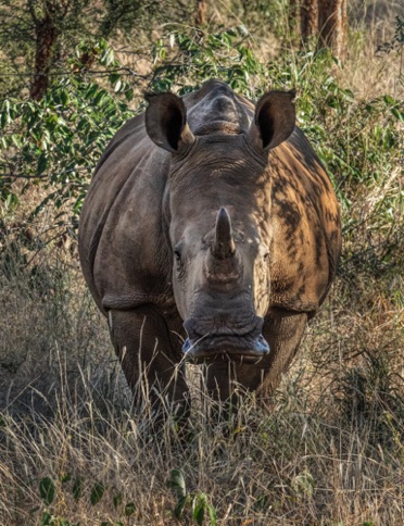 Also called Squared-Jaw Rhinoceros